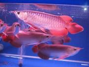 HIGH QUALITY SUPER RED AROWANA FISH OF ALL BREED AND SIZES FOR SALE.