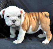 Adorable English Bulldog Puppies For Home Adoption