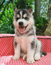  home trained siberian husky puppies with blue eyes  .
