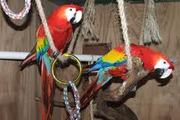 cut macaws available for sale