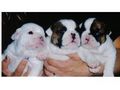 adorable english bulldog puppies for free adoption